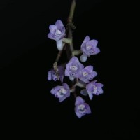 Podochilus falcatus Lindl.